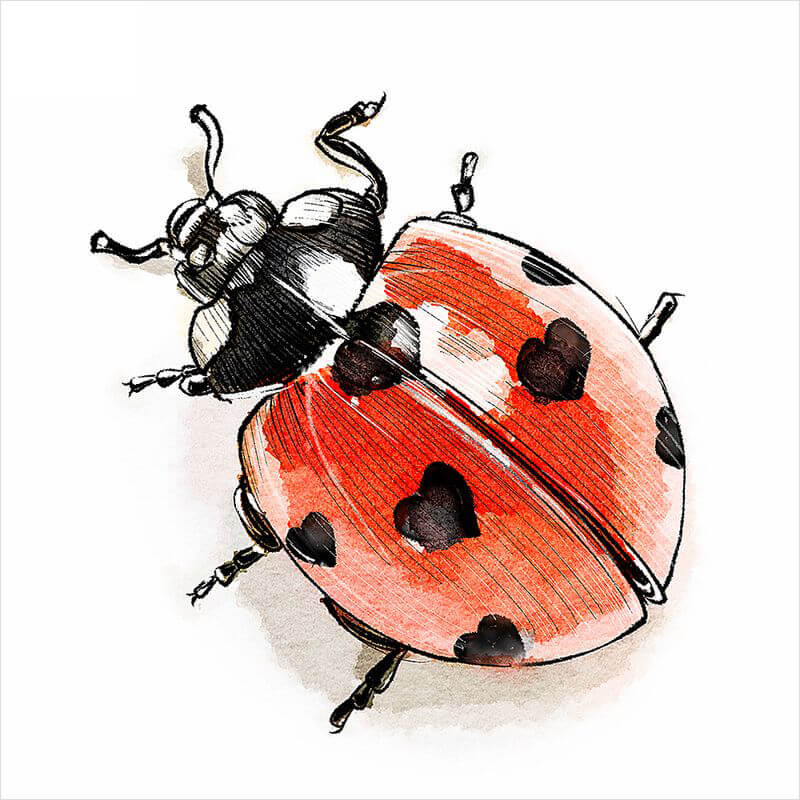 Lady Bug with Hearts